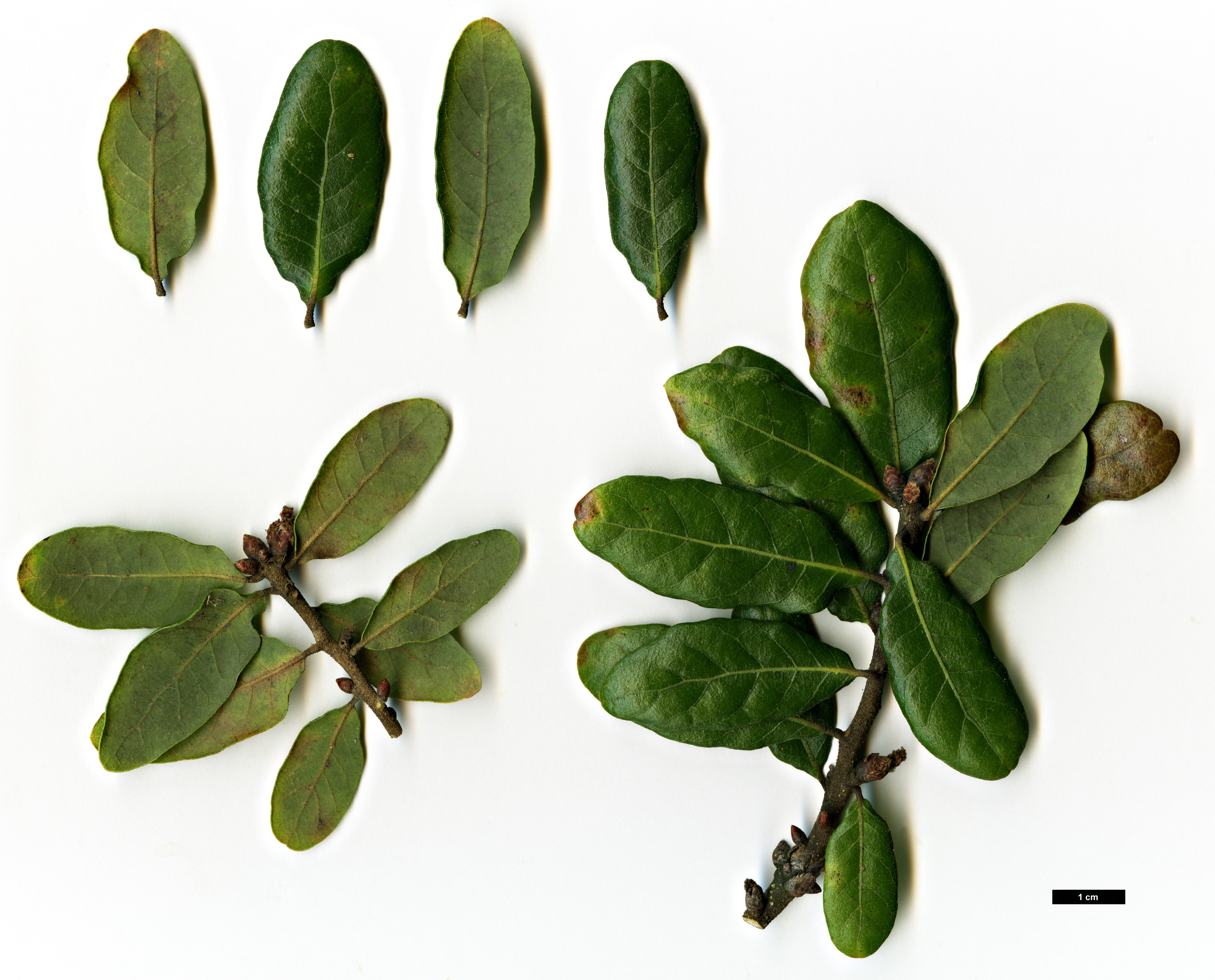 High resolution image: Family: Fagaceae - Genus: Quercus - Taxon: chapmanii High resolution image: Family: Fagaceae - Genus: Quercus - Taxon: chapmanii